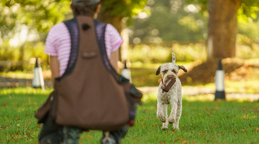Gundog games: how to enrich your pet gundog’s life