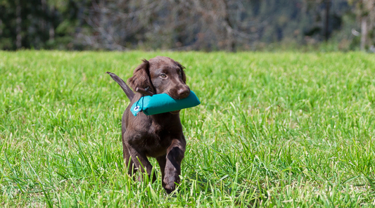 How do you start training a gundog?