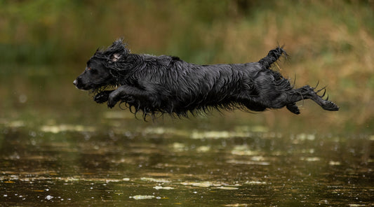 Sending your gundog over water