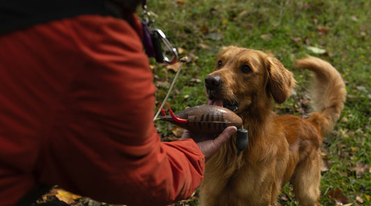 Why won’t my dog fetch the dummy and bring it back?