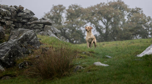 The reliable recall: Why doesn’t my gundog listen to me when we’re in the countryside?