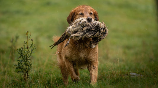 Surrey dog photographer tells us how we can get better pictures of our gundogs this shoot season