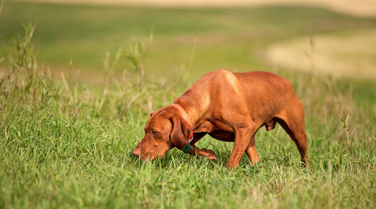 How to get your gundog to hunt with you - Part one