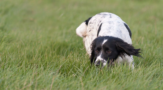 How to get your gundog to hunt with you - Part two