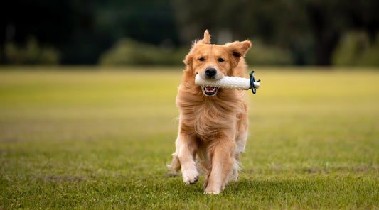Is 2 years old too late to train a gundog?
