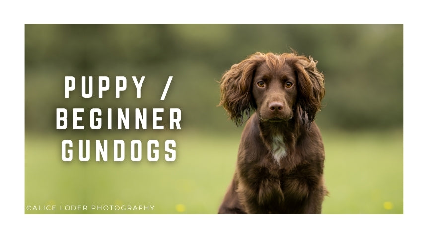 Puppy / Beginner Gundog Classes Saturdays