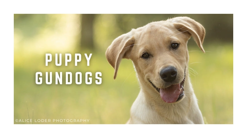 Puppy Gundog Classes Saturdays