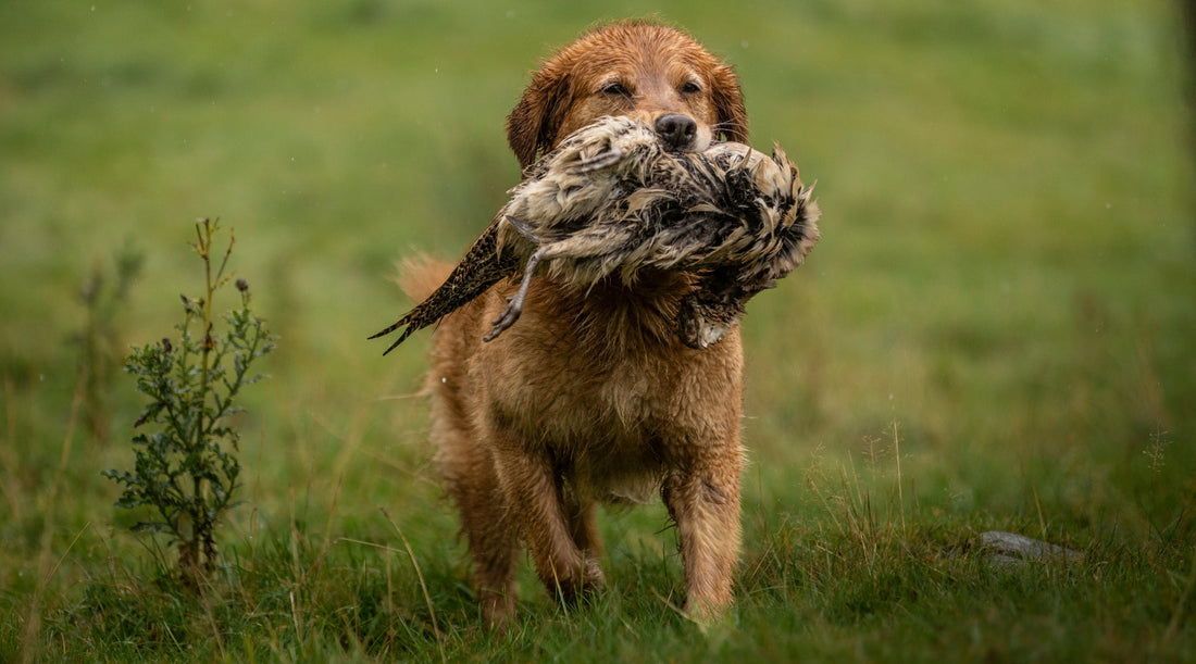 How to introduce your gundog to game
