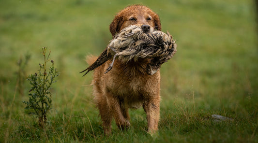 How to introduce your gundog to game