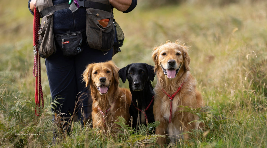 How to make the most of your gundog training sessions