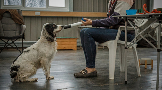 Indoor training to keep your gundog fulfilled over the winter