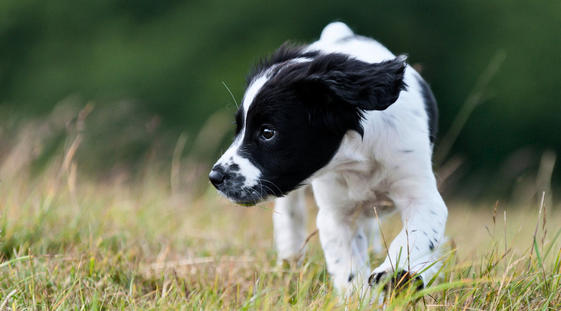 You’ve collected your first gundog puppy - now what?