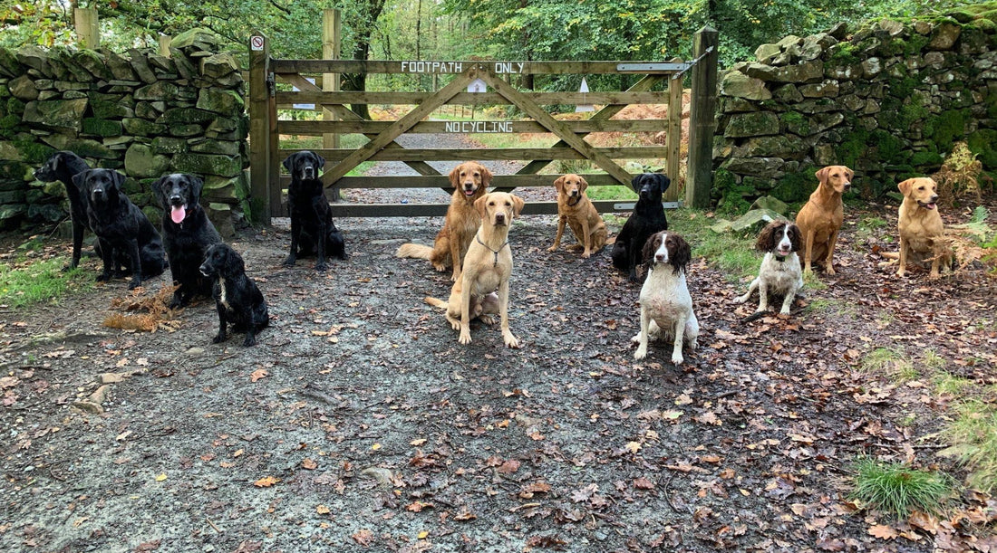What gundog training should I expect to do with my [insert your breed of dog]?