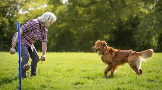 Can you play with your gundog?