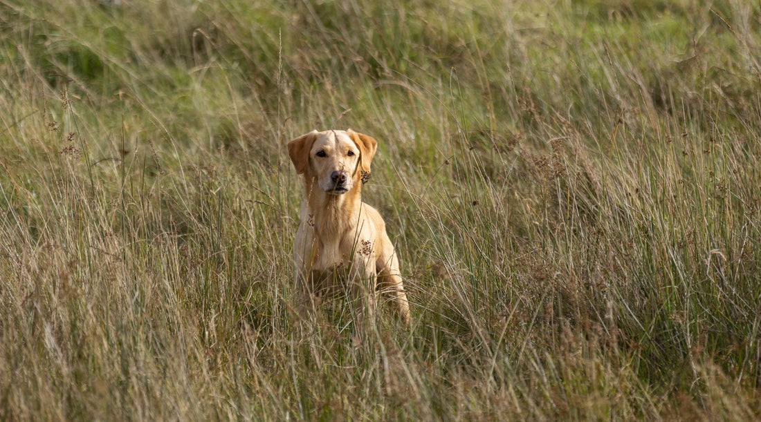 How do you teach your gundog the stop whistle?