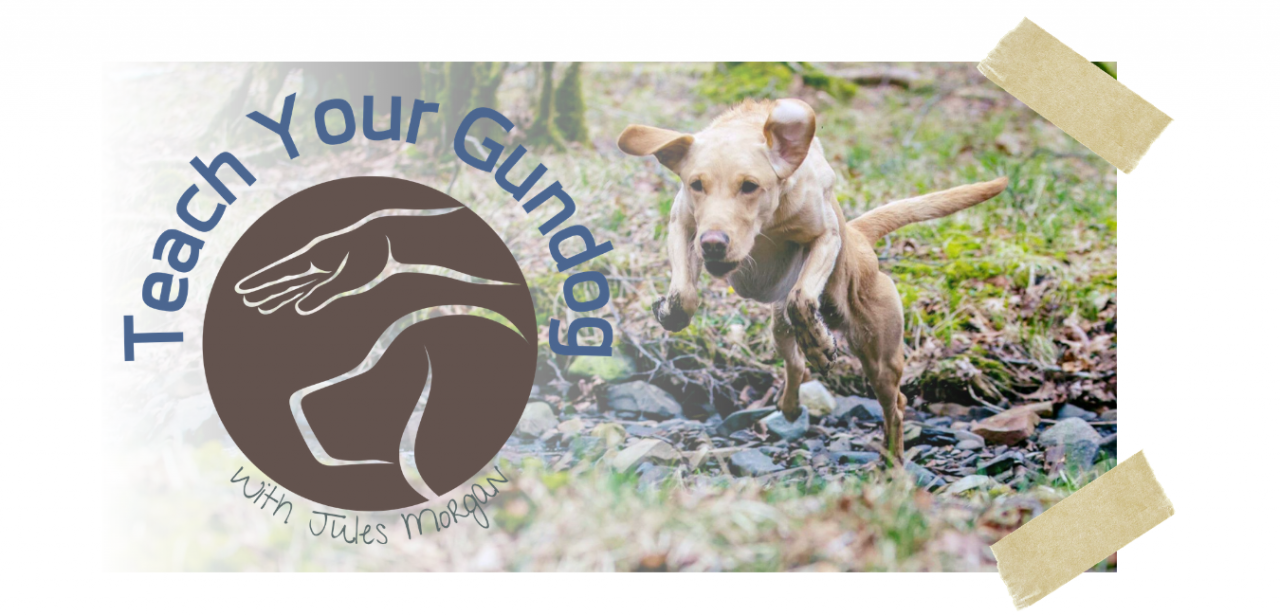 Teach your Gundog - With Jules Morgan.