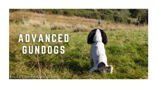Advanced Gundog Classes Grades 4/5