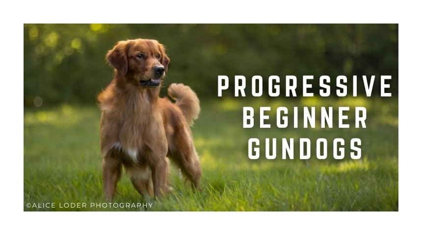 Progressive Beginner Gundog Classes Grades 1/2: Fridays