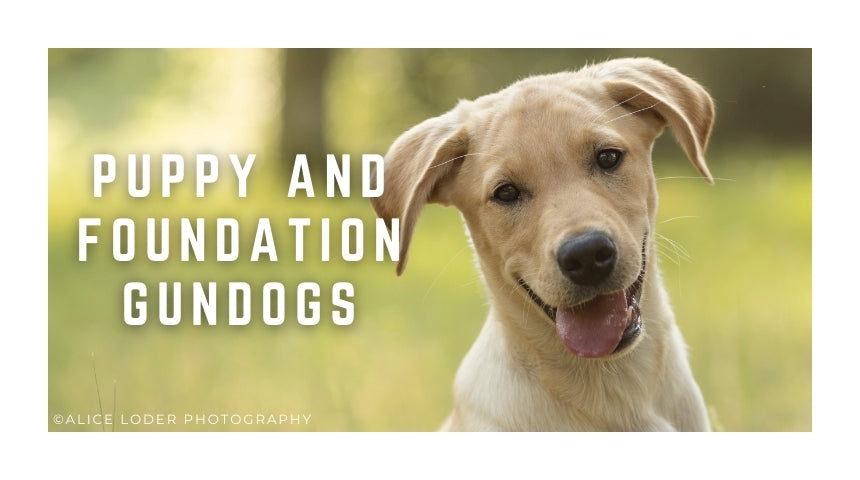 Puppy and Foundation Gundog Classes